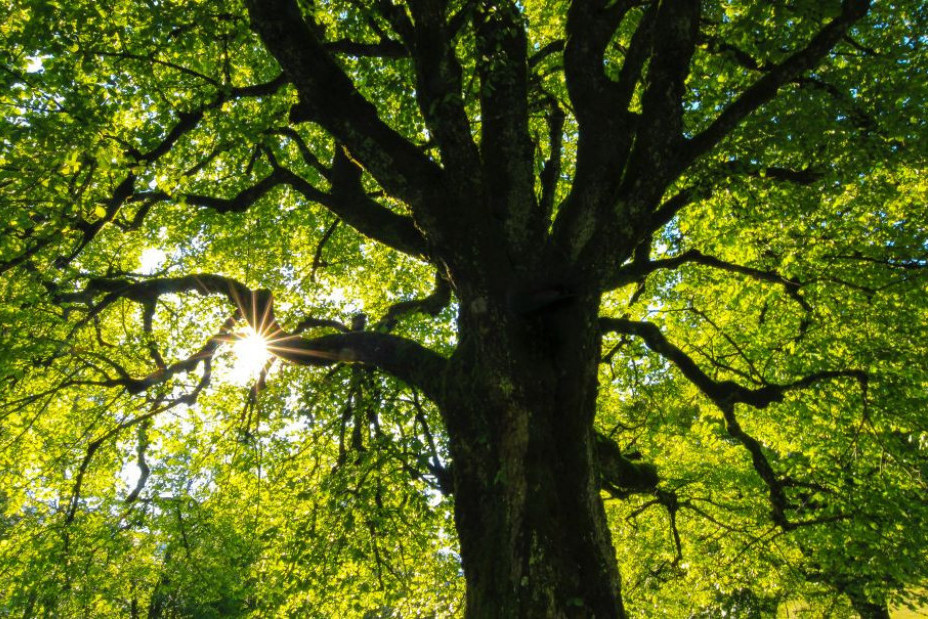 Donosi nesreću: Ko polomi granu ovog drveta umire za manje od godinu dana
