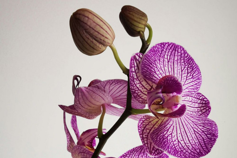 Nije nimalo naivno: Šta poručujete ako nekome poklonite orhideju za 8. mart?